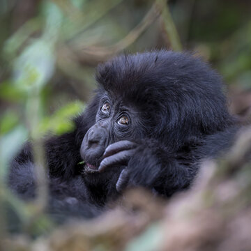 View of a young mountain gorilla resting in the lush foliage of the forest in Virunga, Rwanda.