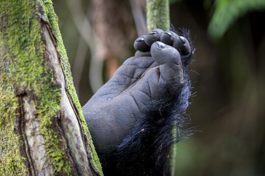 View of a gorilla foot gripping a mossy tree trunk in the forest of Virunga, Rwanda.