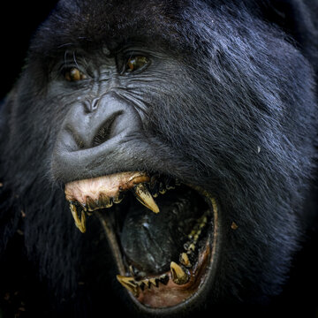 View of a mountain gorilla with its mouth open, showing sharp teeth and dark fur in Virunga, Rwanda.