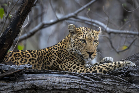 View of a leopard resting on a thick tree branch in the Okavango, Botswana, Africa.