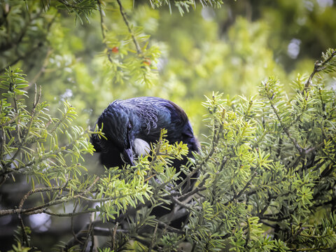 View of a Tui, a New Zealand native bird, perched among the green needles of a coniferous tree in Tauranga, Bay of Plenty Region, New Zealand.