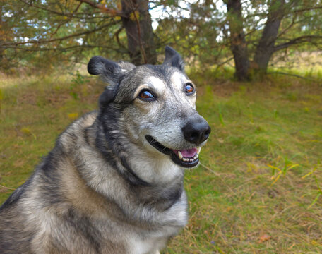 The dog is walking in the forest.
