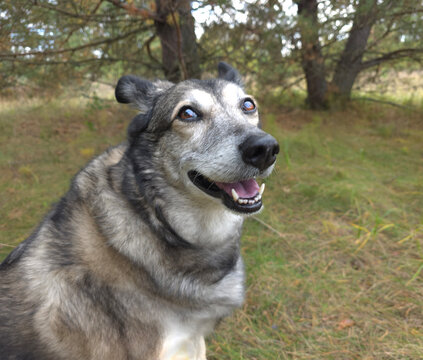 The dog is walking in the forest.