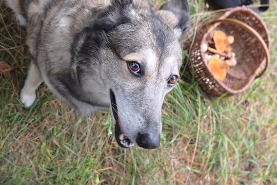 Edible saffron milk cap mushrooms and a dog.