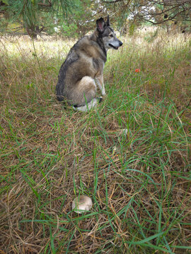 The dog is walking in the forest.