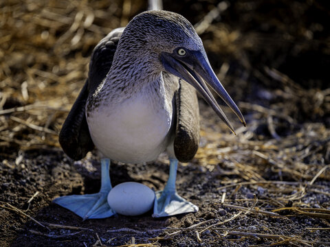 View of a Blue Footed Booby standing over its egg on the rocky ground, Floreana Island, Galapagos Islands, Ecuador.