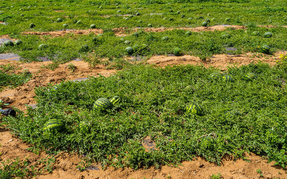 Fresh Watermelon or Citrullus lanatus is a vine-like flowering plant in the family Cucurbitaceae. Large green watermelons growing in the field. Good yield. Time to harvest.
