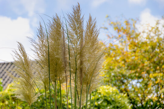 Selective focus of white cream puffy flowers of Pampas grass in garden with blurred trees, Cortaderia selloana is a flowering plant native to southern South America, Natural flora pattern background.
