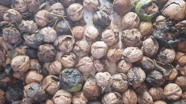 An intimate close-up of whole walnuts reveals contrasting forms: some remain enclosed in hard shells
