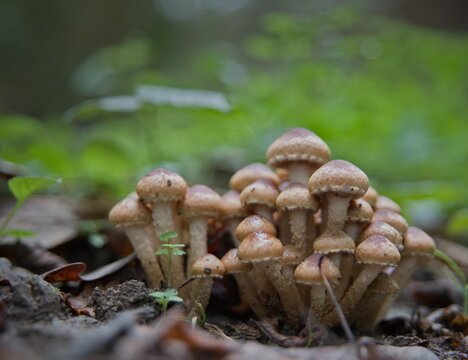 A series of mushroom photos in the forest