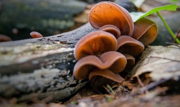 A series of mushroom photos in the forest