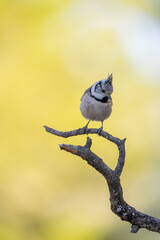 Crested tit (Lophophanes cristatus) photographed in Spain © AngelEnrique