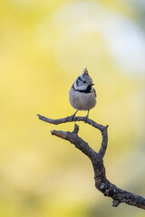 Crested tit (Lophophanes cristatus) photographed in Spain © AngelEnrique