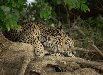 Fototapeta premium Two related jaguars resting on tree roots
