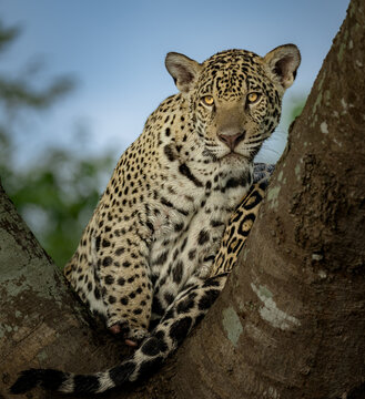Two jaguar brothers both trying to fit in the tree