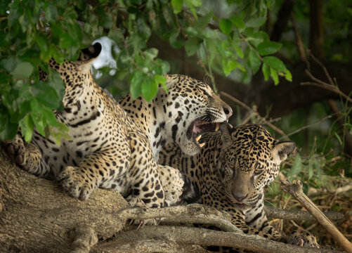 Three jaguars who are all related in the very early morning light