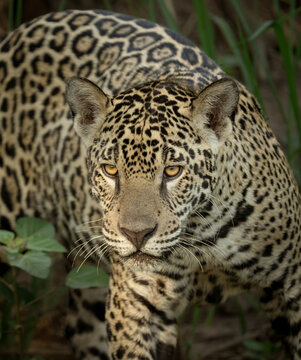 Up close image of a jaguar on the hunt