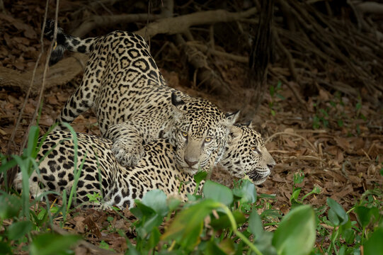 Two teenage jaguar siblings playing in the forest