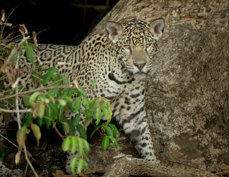 Young jaguar on a hillside stalking a caiman