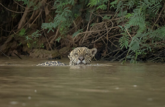 Jaguars are great swimmers and love the water