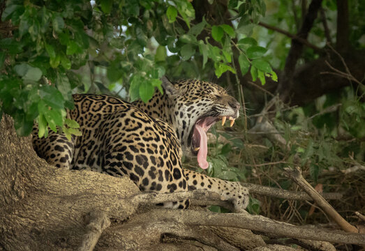 A yawning, tired jaguar resting on a cliff