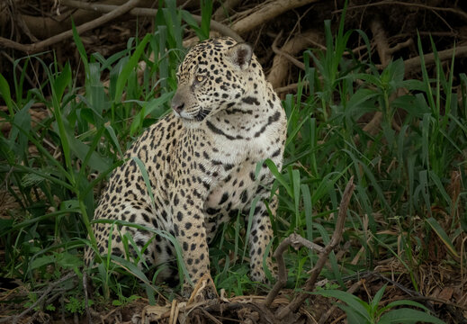 Portrait in Brazil of a jaguar in the brush