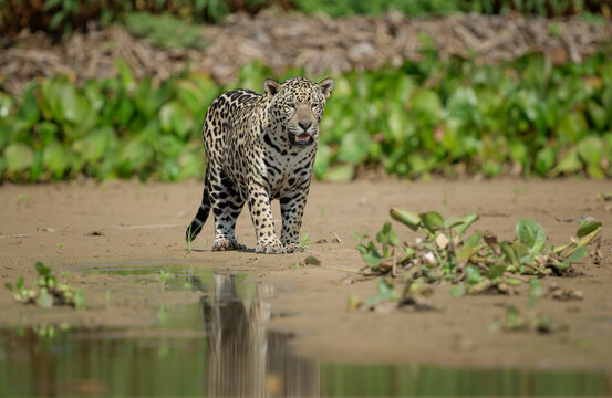 Walking towards the water, a jaguar is looking to cool off