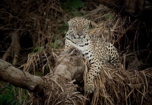 A down tree over a river makes a good place for a jaguar to spot caiman