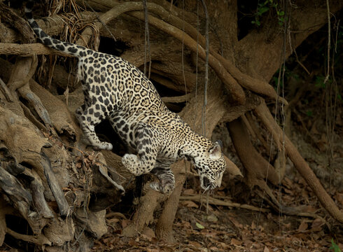 Jaguar jumping down from tree roots to go to the river