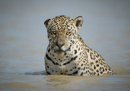 Relaxing in the water of a river, a jaguar cools off