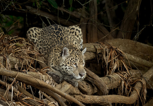 Jaguar ready to jump on a caimen in the water