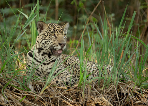 Resting in the bushes, a jaguar keeps an eye out