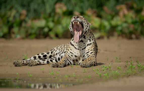 Relaxing jaguar on a beach yawning