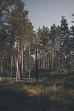 View of a wooden cross standing in the pine forest of Kaibaldi liivik, Kanapeeksi, Hiiu County, Estonia.