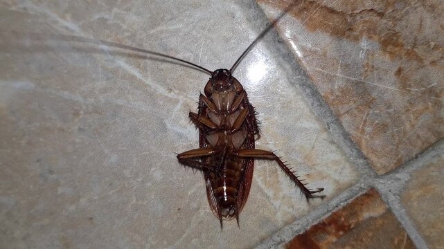 A cockroach lies overturned and thrashes as impaired muscle control and nervous-system function