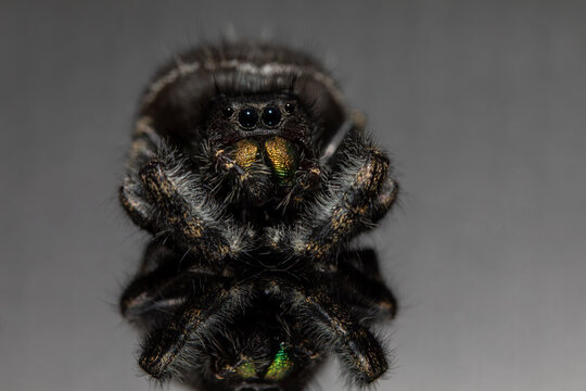 Extreme close-up macro portrait of a bold jumping spider with metallic green mouthparts and large eyes