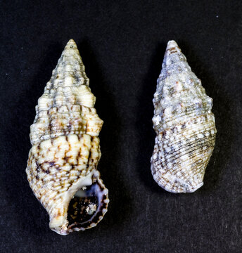 seashell on black background. Cerithium vulgatum (commonly known as the common cerith or European horn shell), a species of sea snail in the family Cerithiidae.