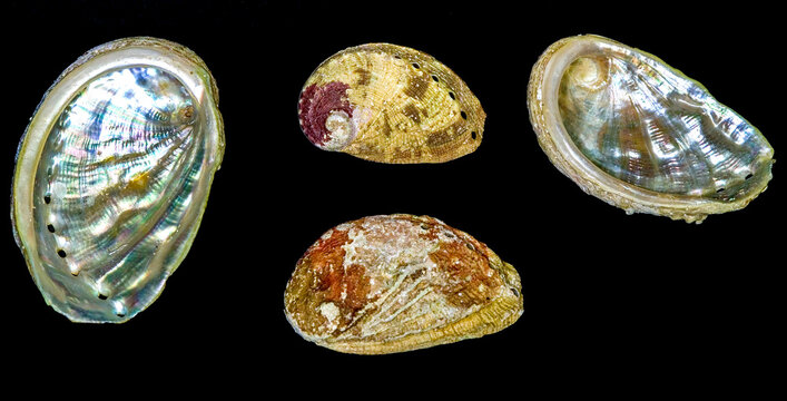 Haliotis tuberculata lamellosa, the shells of an abalone (genus Haliotis, commonly known as sea ears), featuring their characteristic ear-like shape and iridescent mother-of-pearl (nacre) interior.