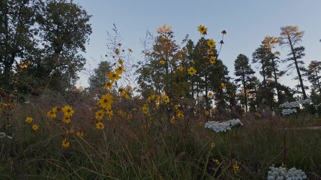 Close Up View Wildflowers Swaying In The Breeze In A Meadow On The Mogollon Rim AZ