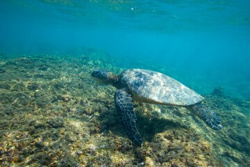 Green sea turtle swimming above a coral reef near the coast of Hawaii © willtu