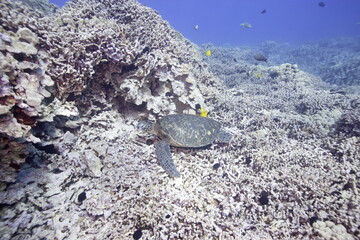 Green sea turtle swimming above a coral reef near the coast of Hawaii © willtu