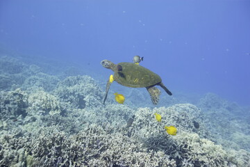 Green sea turtle swimming above a coral reef near the coast of Hawaii © willtu