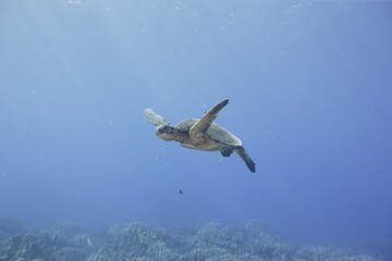 Green sea turtle swimming above a coral reef near the coast of Hawaii © willtu