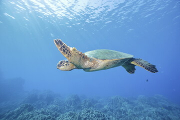 Green sea turtle swimming above a coral reef near the coast of Hawaii © willtu