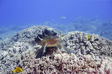 Green sea turtle swimming above a coral reef near the coast of Hawaii © willtu