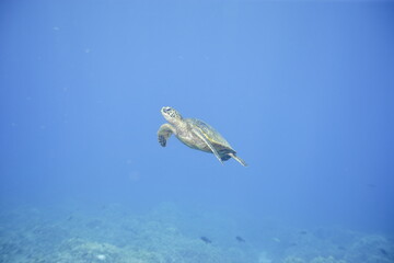 Green sea turtle swimming above a coral reef near the coast of Hawaii © willtu