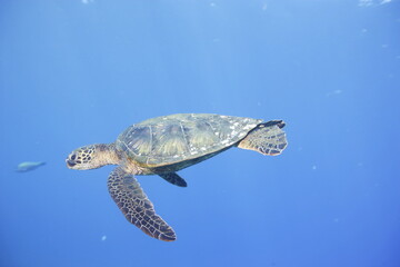 Green sea turtle swimming above a coral reef near the coast of Hawaii © willtu