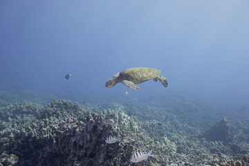 Green sea turtle swimming above a coral reef near the coast of Hawaii © willtu