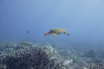Green sea turtle swimming above a coral reef near the coast of Hawaii © willtu