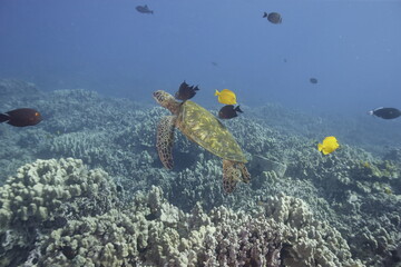 Green sea turtle swimming above a coral reef near the coast of Hawaii © willtu